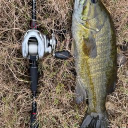 スモールマウスバス