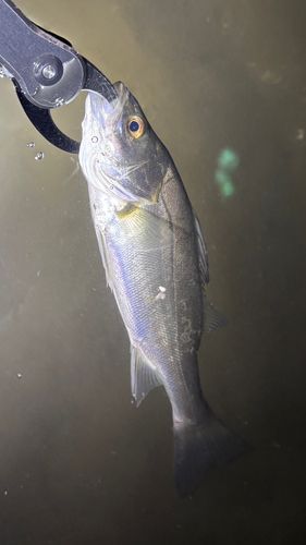 荒川下流