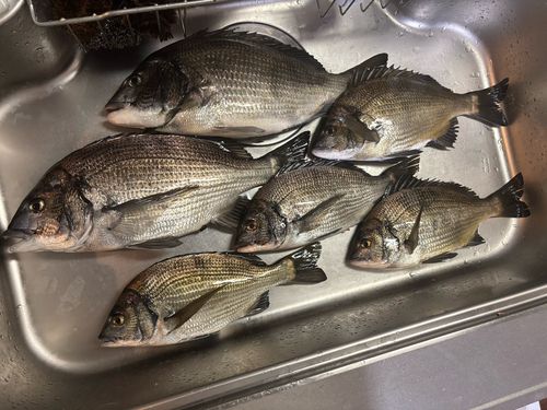 チヌの釣果