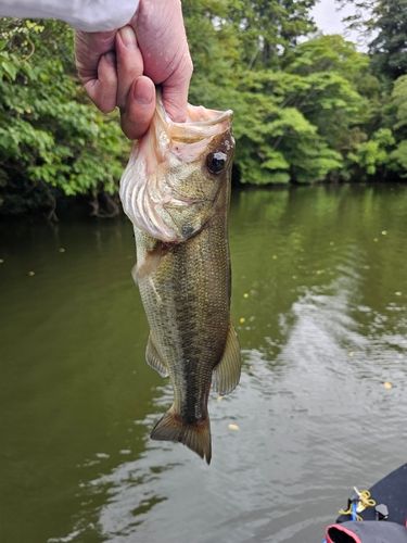 戸面原ダム