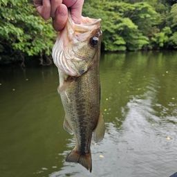 ブラックバス