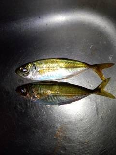 アジの釣果