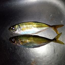 アジ