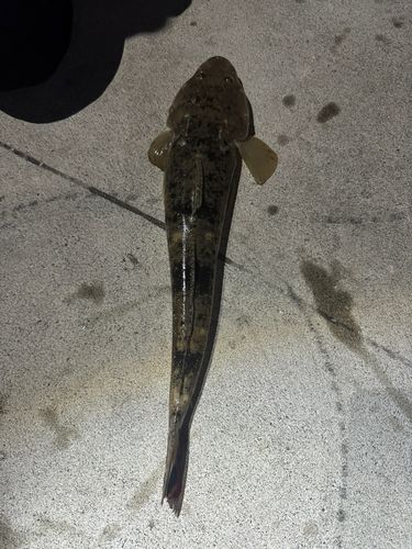 マゴチの釣果