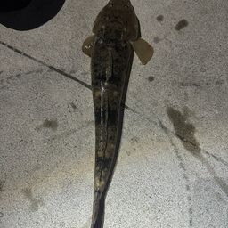 マゴチ