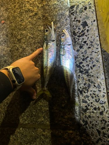 サバの釣果