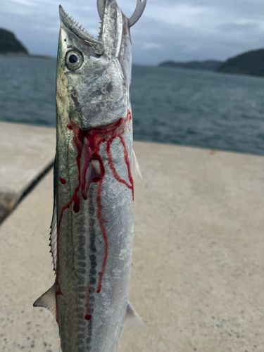 サゴシの釣果