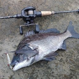 クロダイ
