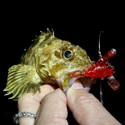 ガシラ