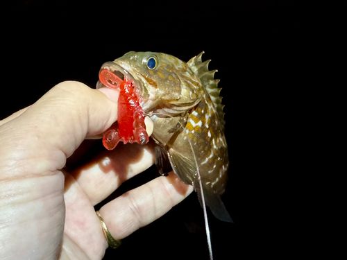 アコウの釣果