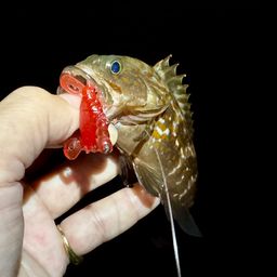 アコウ
