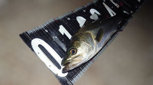 シーバスの釣果