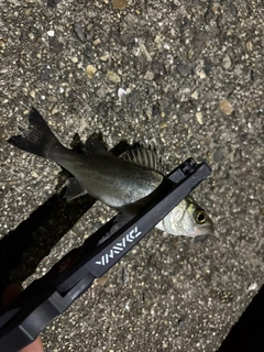 スズキの釣果