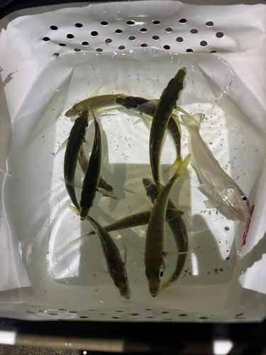 ワカシの釣果
