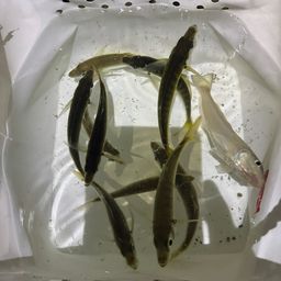 ワカシ