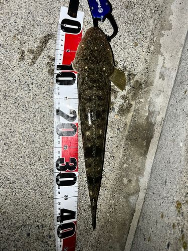 マゴチの釣果