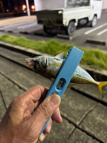 マアジの釣果