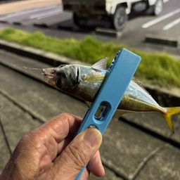 マアジ