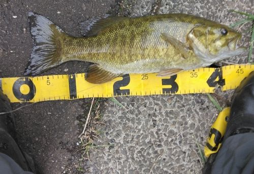 スモールマウスバスの釣果