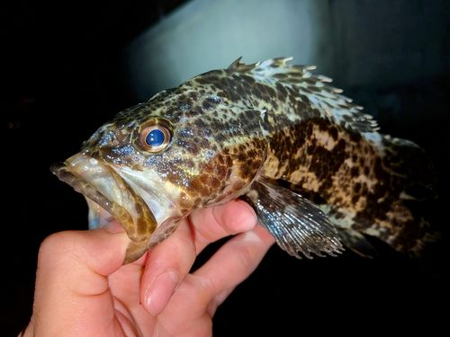 タケノコメバルの釣果