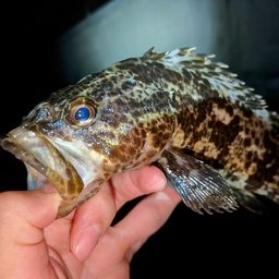 タケノコメバル