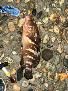キジハタの釣果