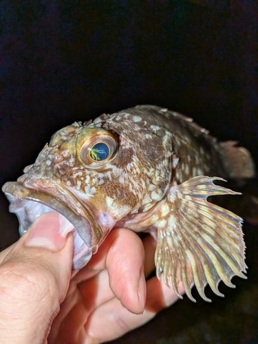 常滑りんくう釣り護岸