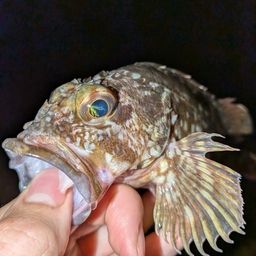 カサゴ