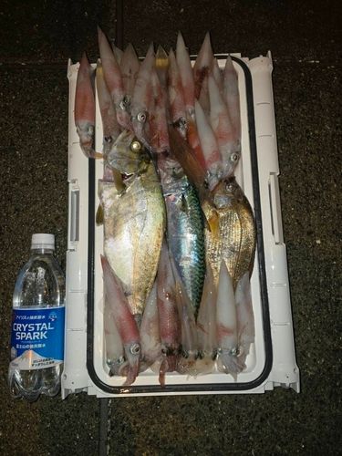 ショゴの釣果