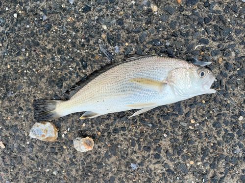 イシモチの釣果