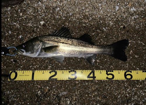 シーバスの釣果