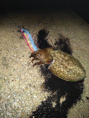 コウイカの釣果