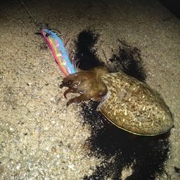 コウイカ