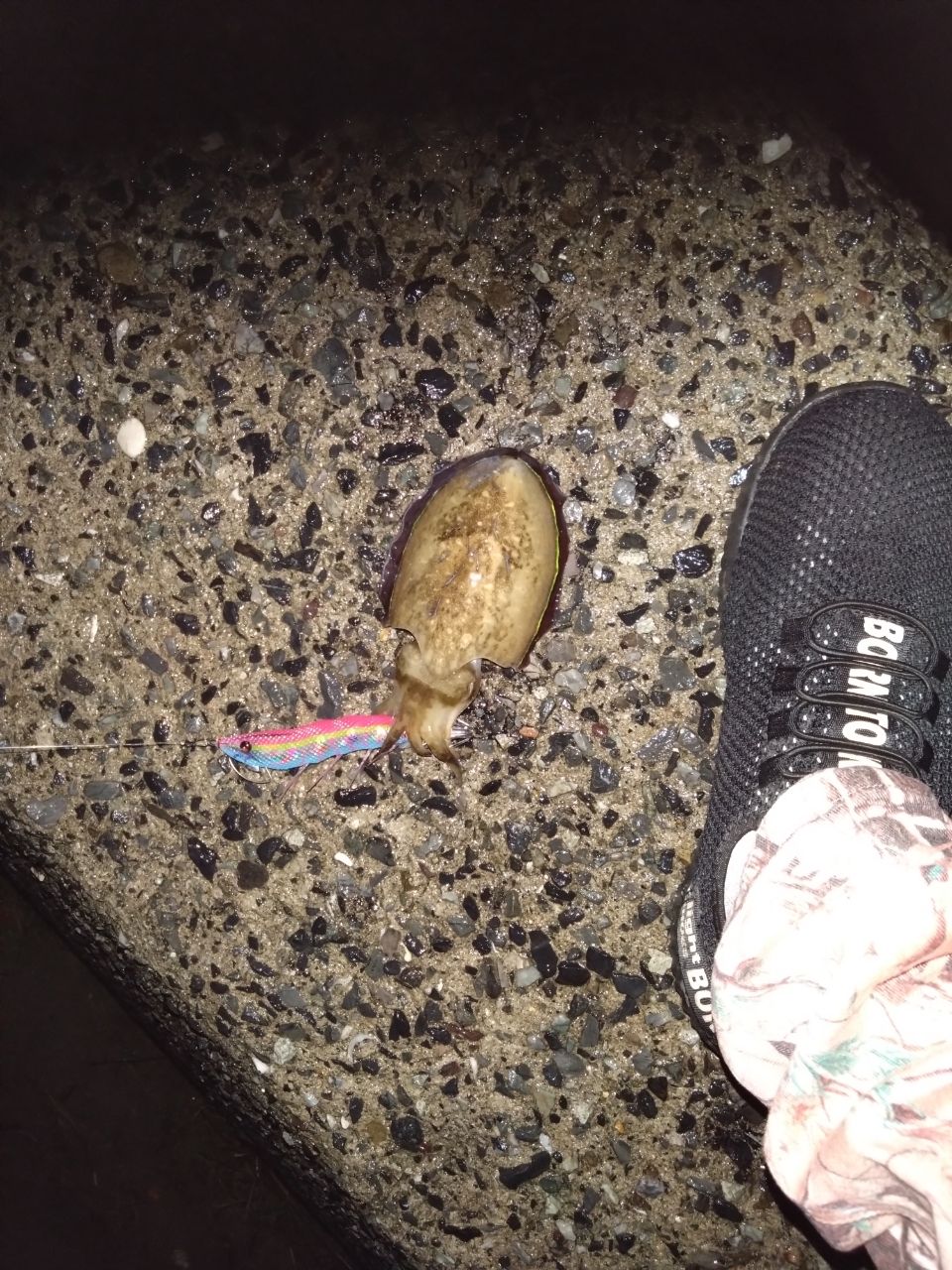 コウイカ