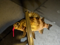 メバルの釣果