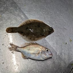 カレイ