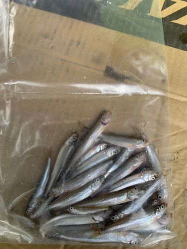 ワカサギの釣果