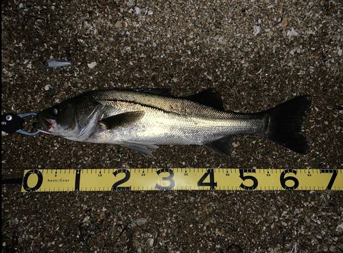 シーバスの釣果