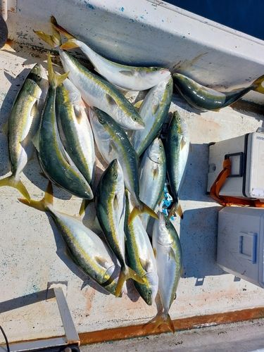 ハマチの釣果