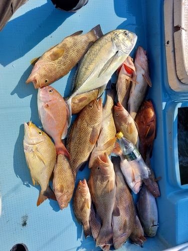 オオモンハタの釣果