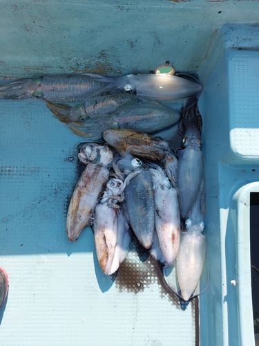 ミズイカの釣果