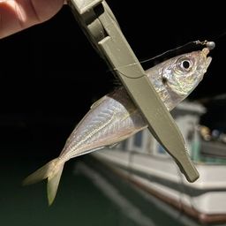 アジ