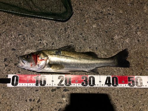 マルスズキの釣果