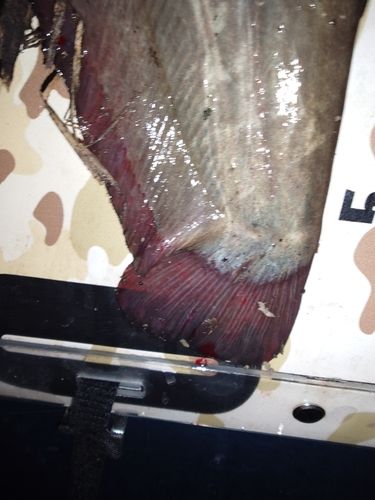 ナマズの釣果