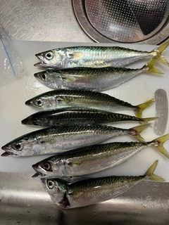 サバの釣果