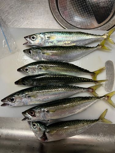 石巻湾