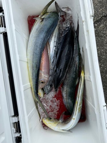 駿河湾
