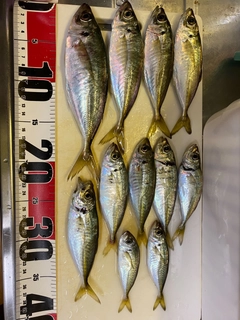 アジの釣果
