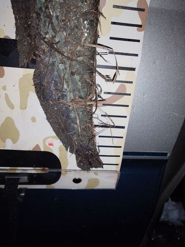ナマズの釣果