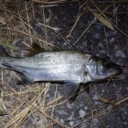 セイゴ（ヒラスズキ）